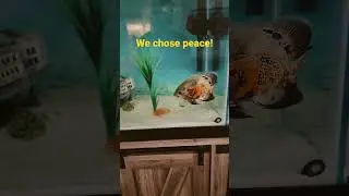 My Tiger Oscar and Blood Parrot are friends! #aquarium #fish #oscarfish #tigeroscar #shortsvideo