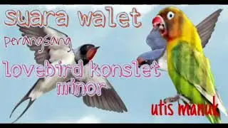 masteran lovebird konslet minor suara walet
