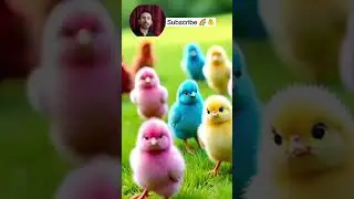baby 🐥 Chirping Asmar Magic of Rainbow Chicks&rdquo; 🌈🐥#short #birds #babyanimals#youtubeshorts