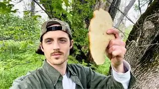 Eating the World's Most Underrated WILD Mushroom!
