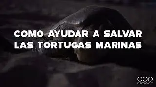 Qu&eacute; puedo hacer para ayudar a las tortugas marinas? Salvar Tortugas con Bi&oacute;logo