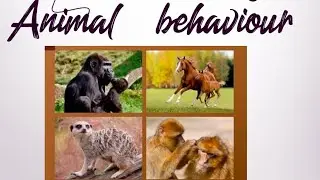 Animal behaviour 1st topic - introduction of animal behaviour and it's types :- 🌷