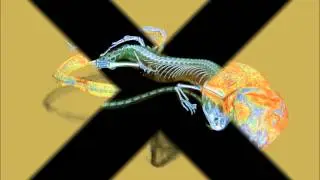Micro-CT study of the large psammodrom lizard