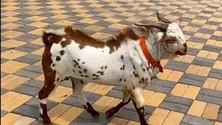 pune climate set 2 Daat Barbara 9834565296 available Madina Goat Farm and Goat feed