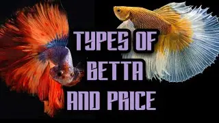 Top 12 Types Of Betta Fish And Price List in India 2020