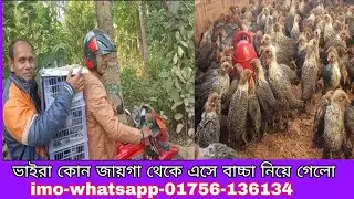 ফাউমি মুরগির বাচ্চা নিয়ে গেলো খামারে এসে,যোগাযোগ করুন..01756-136134