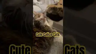 Cute Calico Cat Sisters loving each other #calicocat #cat #love #viralshorts #shorts #fyp