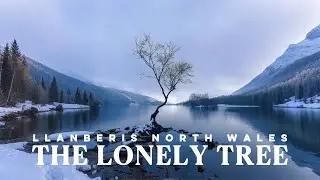 Lonely Tree Snowdonia | Cinematic 4K Drone Flight Over Llanberis Pass Lake | Eryri Wales