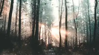Relaxing Emotional Music _Mystery Forest
