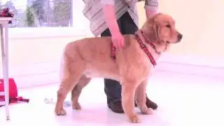 Lupine Roman Harness Fitting