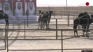التغطية المباشرة لفعاليات ـ اليوم الخامس ـ لمهرجان الظفرة ٢٠١٤