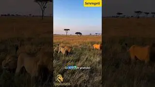 Machos dominantes del Marsh Pride en Serengeti. #lion #nature #wildlife #animals #bigcat #shorts