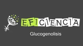 GLUCOGENÓLISIS. Glucogenofosforilasa y Enzima Desramificante