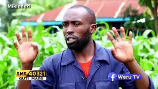 Maize management part 1