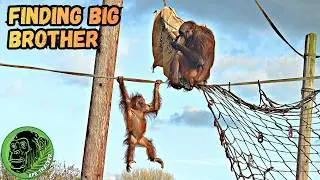 Chester Zoo Little Orangutan Finds Big Brother For Reassurance🦧😊 #orangutan #chesterzoo