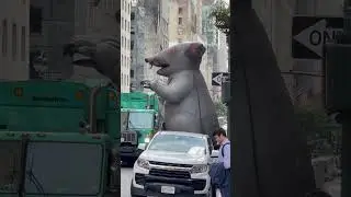 New York City Construction Union Workers #rats #construction #union #rat