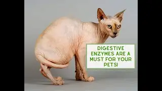 Digestive Enzymes are a MUST for your Pets!