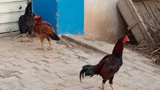 Rooster and Hen meeting times #Birds and birds 400