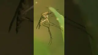 Culex Mosquito Sounds 🦟 (Close-Up of the Common House Mosquito)