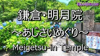 明月院・あじさい Meigetsuin Temple - Hydrangeas