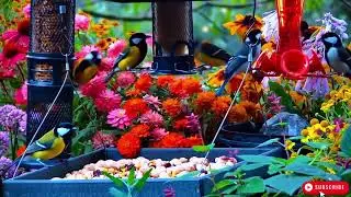 🔴 LIVE 4K Cottage Garden Bird Feeder: Cardinals, Woodpeckers, Song Birds, Bees, Sleep and Flowers