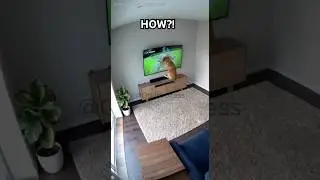 Dog Jumps Into TV&hellip; And Gets STUCK 😳📺🐶