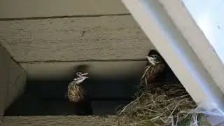 The Last Day - Fledgling Robins all grown and ready to fly!