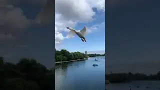 SWAN FLYING AND ATTACKS HUMAN IN LONDON PARK (ALMOST)