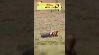 Singa vs Kuda nil | Hewan Terbesar Yang Mampu Mengalahkan Singa | animals #shorts