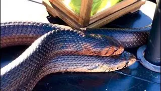 Eastern Indigo vs Texas Indigo - Snake Encounters