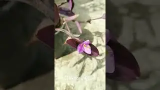 unknown plant #bloom #flower #flowers #monsoon #weather #enjoy #unknownplant #plant #plants