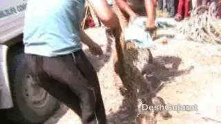 Rescue operation of  a wild leopard in video