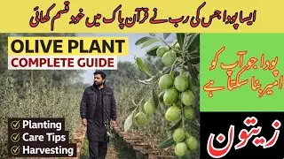 Olive Plant Care Guide:How to Grow & Maintain Zaitoon Plant (Urdu/Hindi) #heavensightnursery #olive 