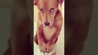 so shy dog #shydog #subscribe #shorts