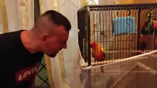 Piuma: conuro del sole aggressivo