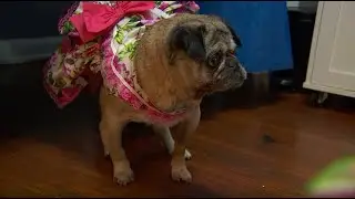 Video: Homeward Bound Pug Rescue holds 18th birthday party for foster Chili Pepper