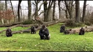 &laquo; Tous les chemins m&egrave;nent &agrave; vous &raquo; &agrave; La Vall&eacute;e des Singes &agrave; Romagne dans la Vienne (86)