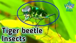 Green Tiger beetle Insect. looks on camera. Tiger insect