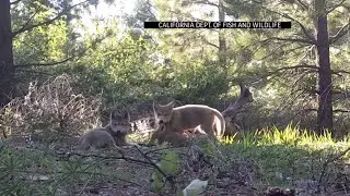 Wild California wolf pups make their video debut