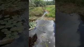Seasir stream x daido kraven #trending #mancing #nature #casting #seasir #daido #fyp #shorts #viral