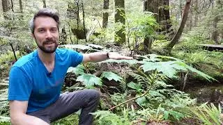 Plant ID: devil's club (Oplopanax horridus)