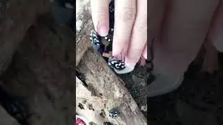 Question Mark Cockroach ( Therea olegrandjeani )