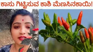 ಕಾಸು ಗಿಟ್ಟಿಸುವ ಕಾಶಿ ಮೆಣಸಿನಕಾಯಿ!/Birds eye Chilli benefits in kannada #nativenest