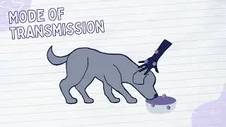 Canine parvovirus