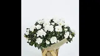 Flowers & Plants Online _ Next Day Flower Delivery
