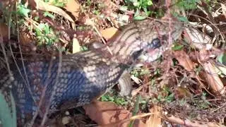 Nature In Canberra - Blue-tongue lizard @ O'Connor 2023.