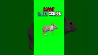 Rabbit Running Green Screen #dailygreenscreen