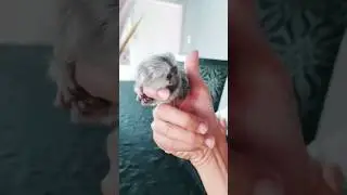 Finger Monkey | Most Adorable and Cute  Marmoset Pet