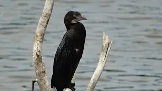 COMMON BIRDS OF CAUVERY DELTA INDIAN CORMORANT