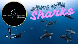 Florida Shark Diving - Jupiter Florida